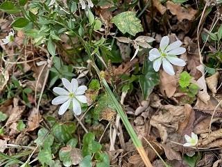 RANDONNEE « ASPET »