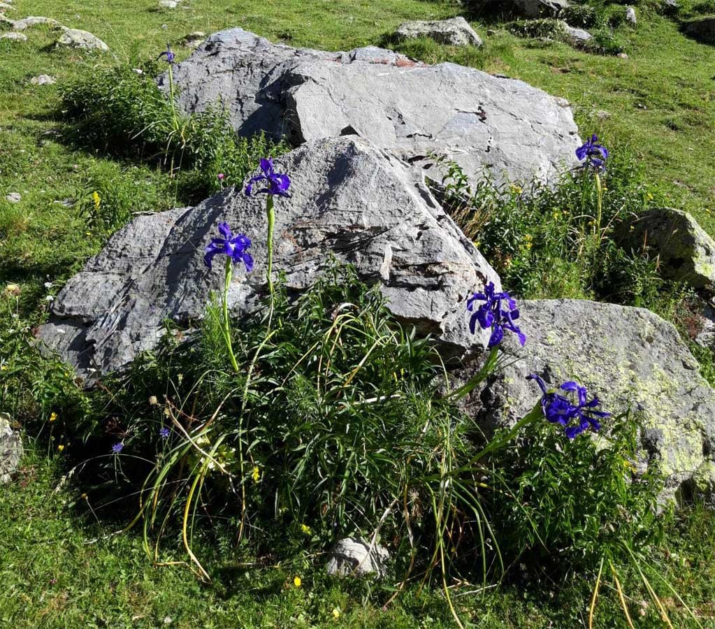 10 bouquet diris