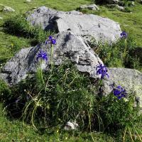 10 bouquet diris