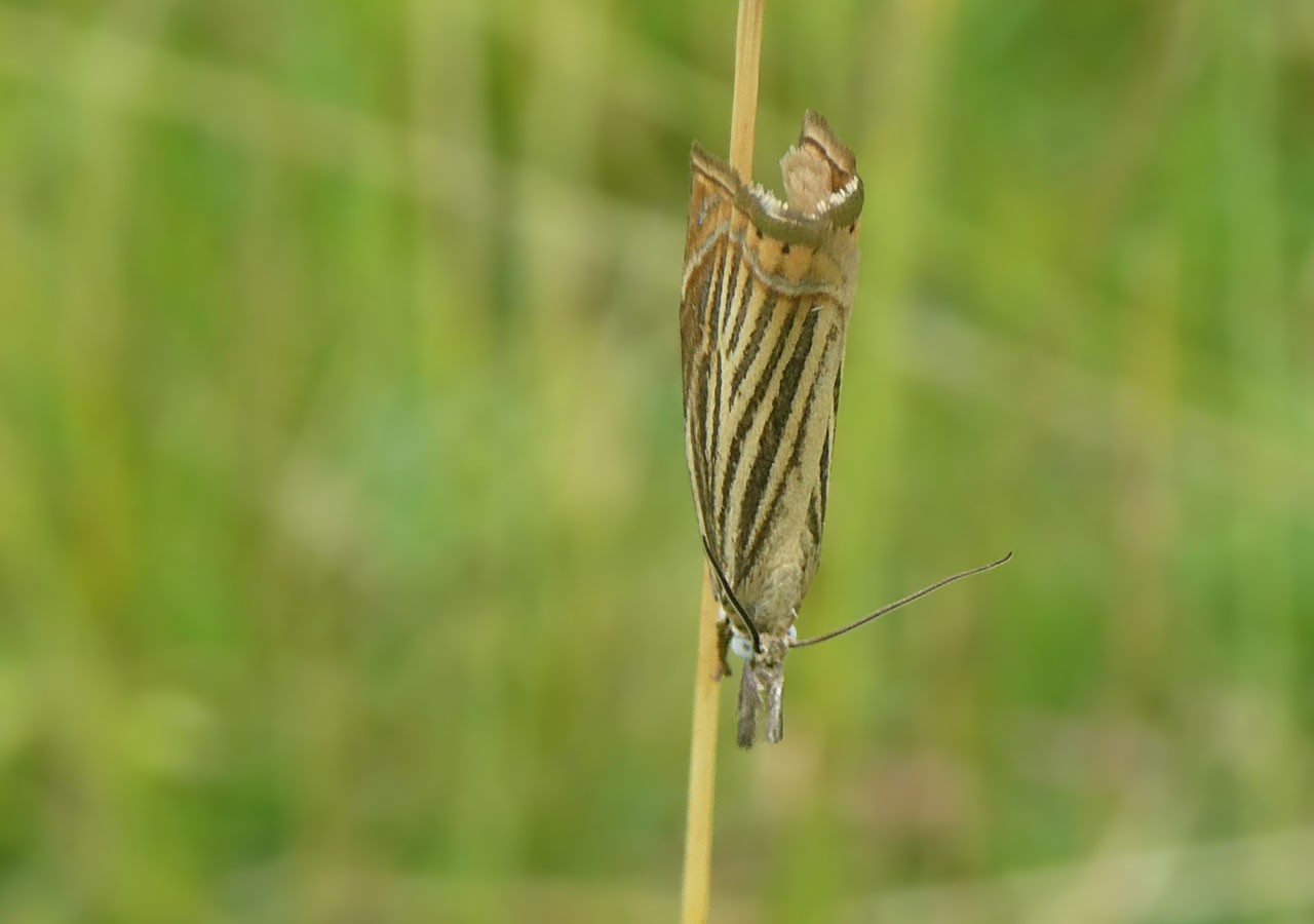 10 crambus des jardins