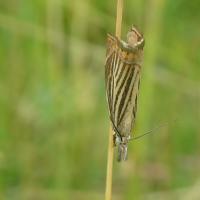 10 crambus des jardins