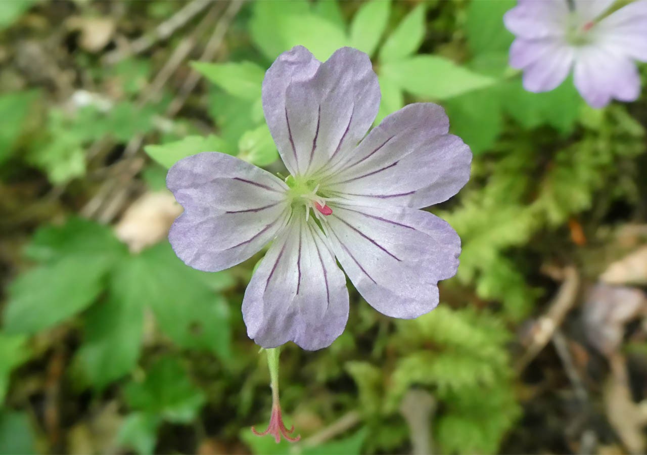 10 geranium noueux