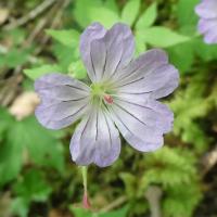 10 geranium noueux