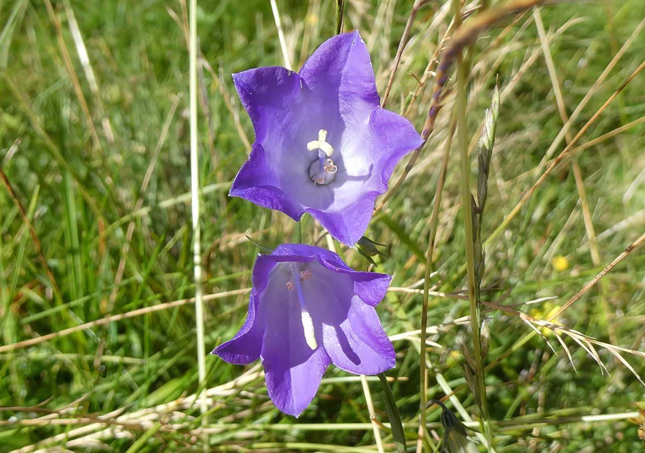 11 campanule de scheuchzer