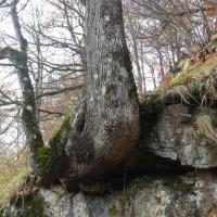 12 arbre remarquable