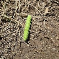 12 chenille du grand paon de nuit