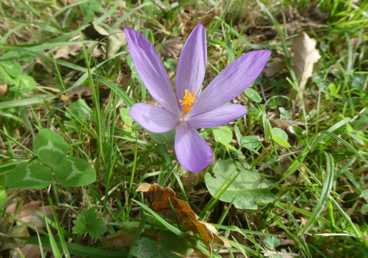 12 crocus a fleurs nues