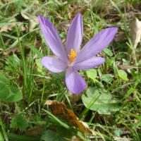 12 crocus a fleurs nues