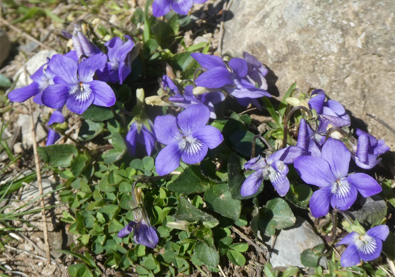 12 des violettes de rivin