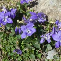 12 des violettes de rivin