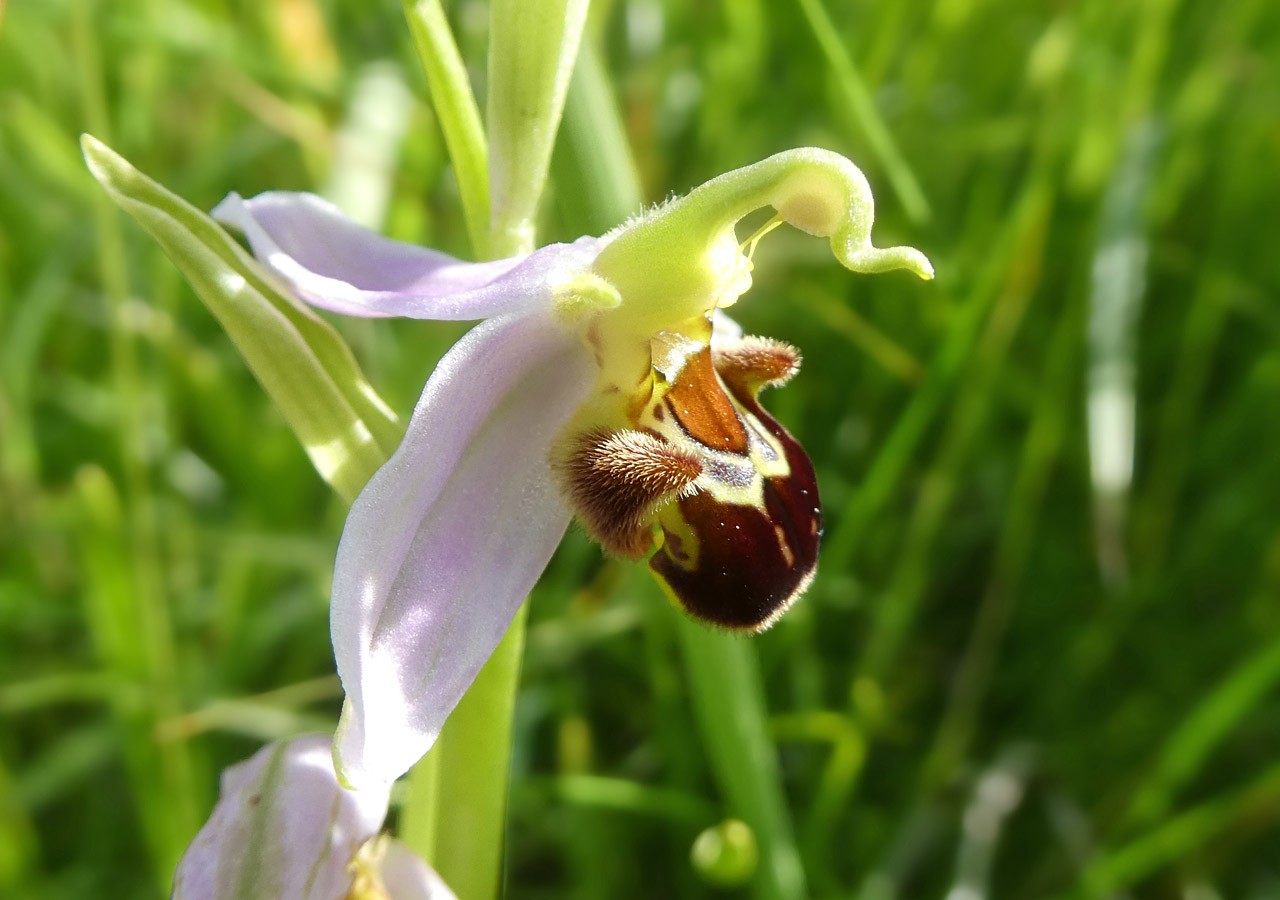 12 ophrys abeille