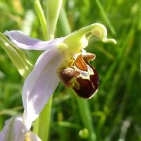 12 ophrys abeille