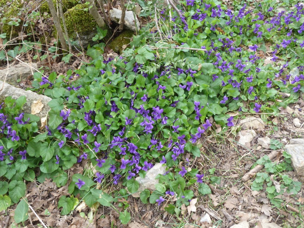 12 violettes de monique fileminimizer p1120523