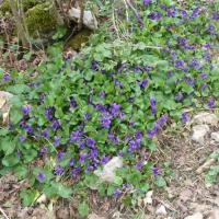 12 violettes de monique fileminimizer p1120523