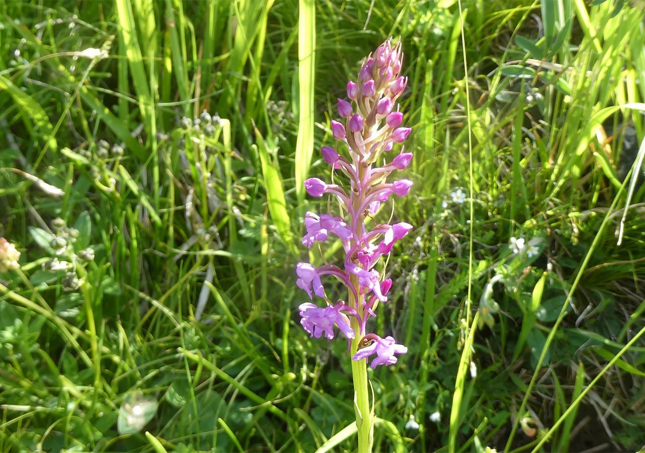 13 orchis moucheron