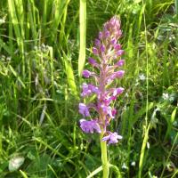 13 orchis moucheron