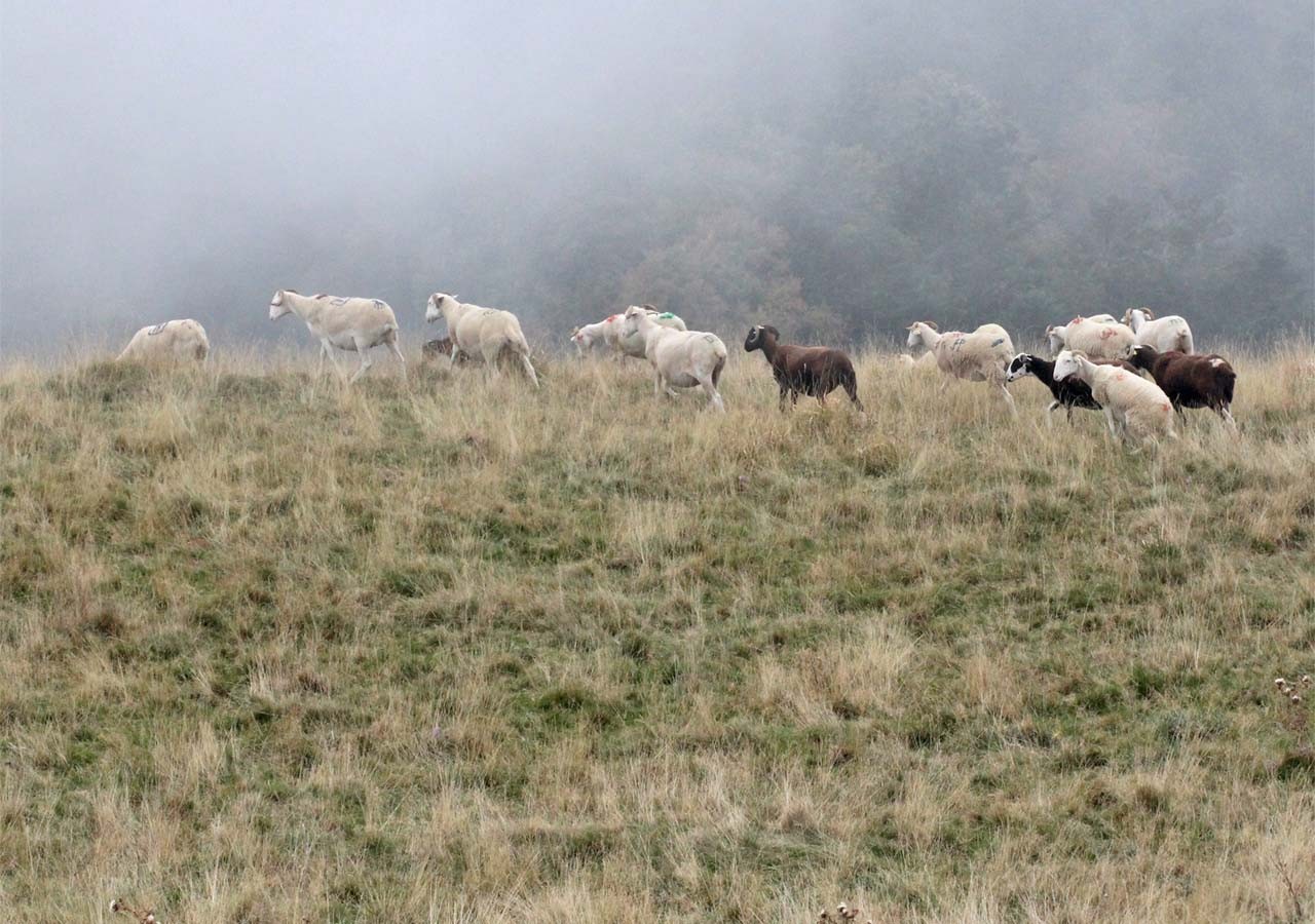 13 un troupeau de moutons au cap de saliere