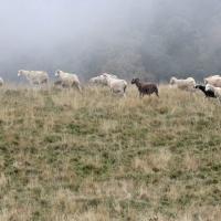 13 un troupeau de moutons au cap de saliere
