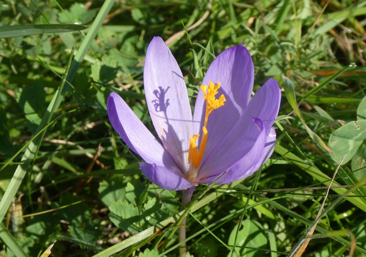 16 crocus a fleurs nues