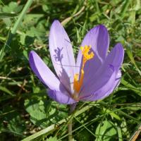 16 crocus a fleurs nues