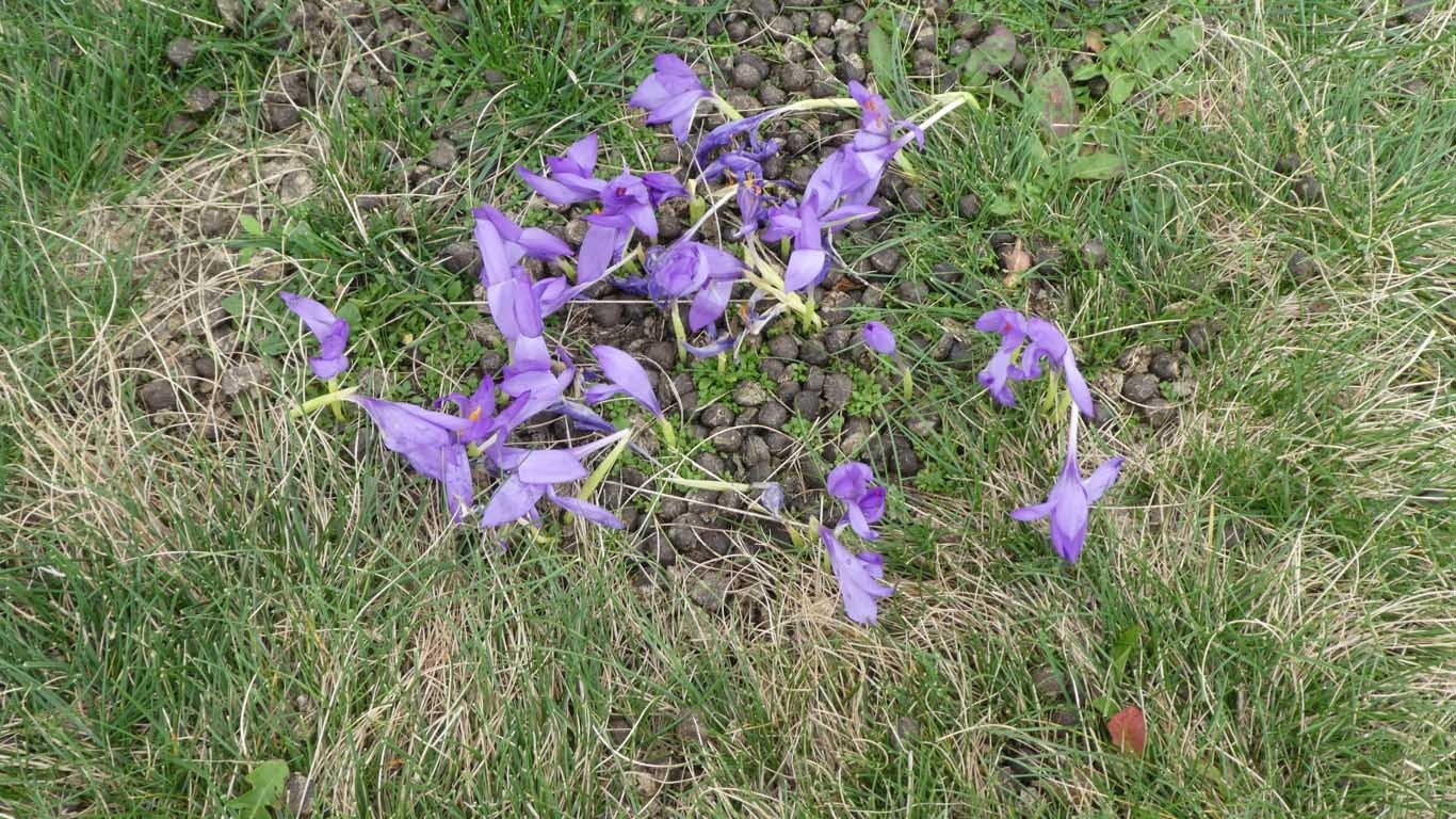 16 des crocus a fleurs nues