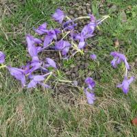 16 des crocus a fleurs nues