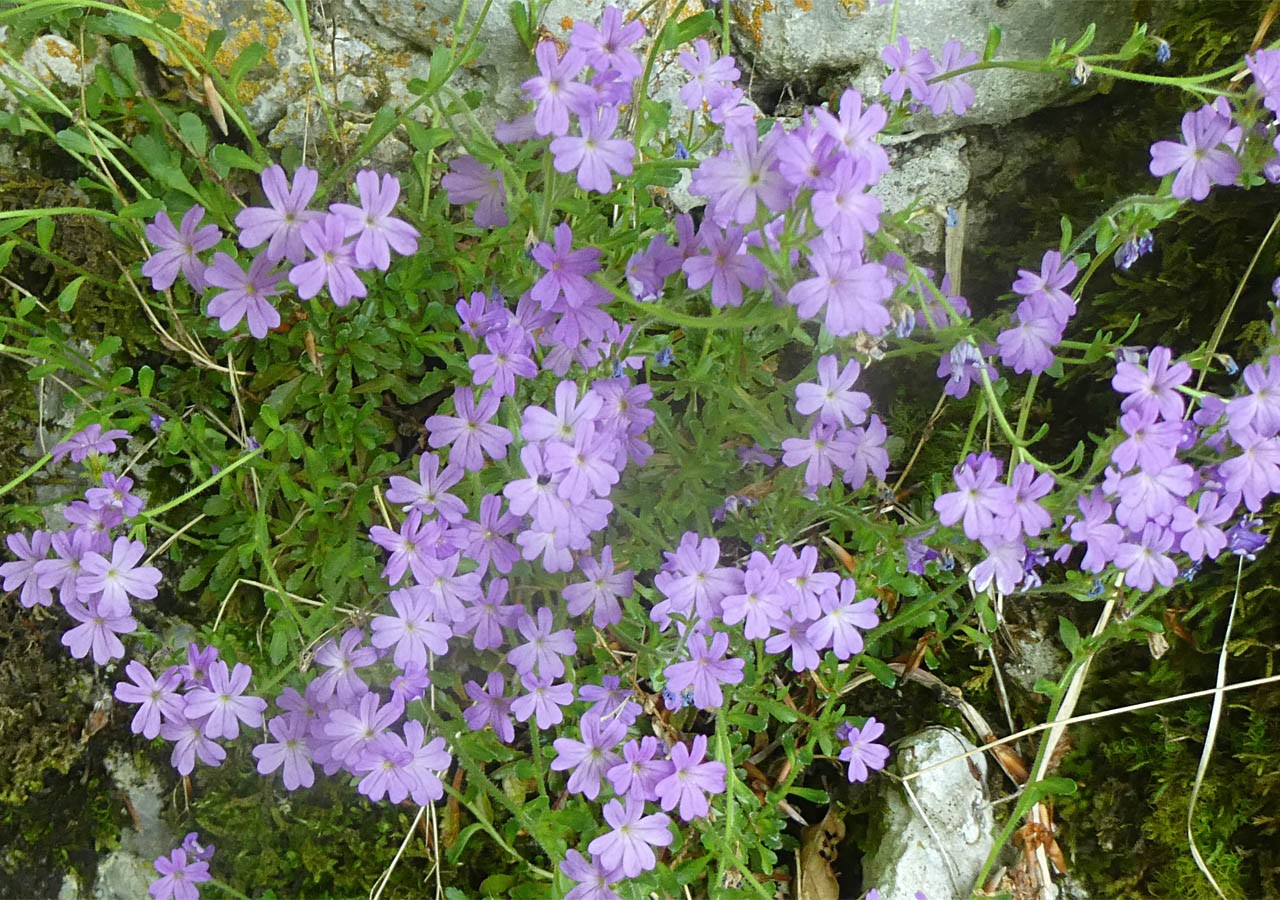 16 erines des alpes