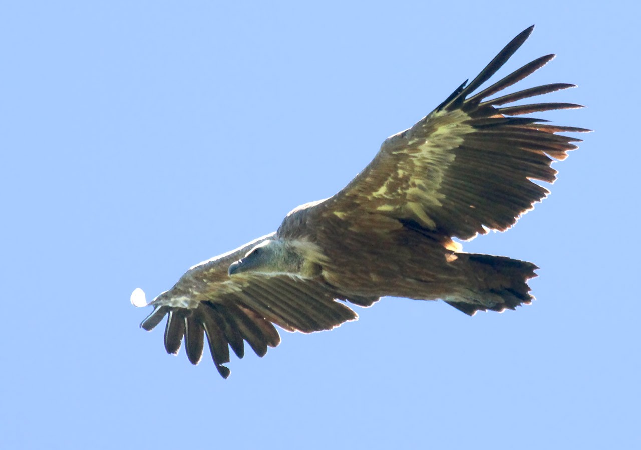 16 vautour fauve en vol