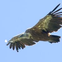 16 vautour fauve en vol