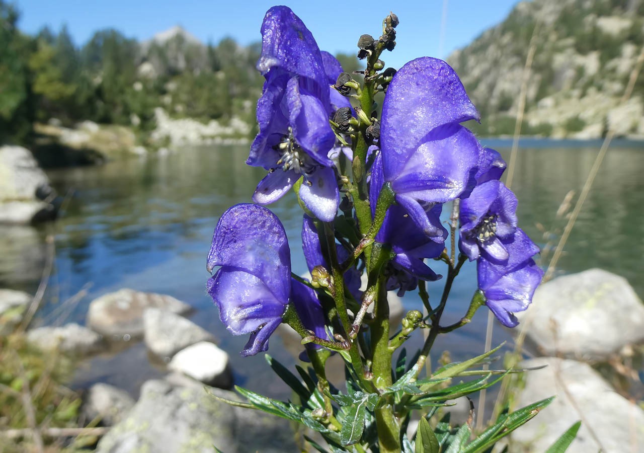 17 aconit napel aconitum napellus 