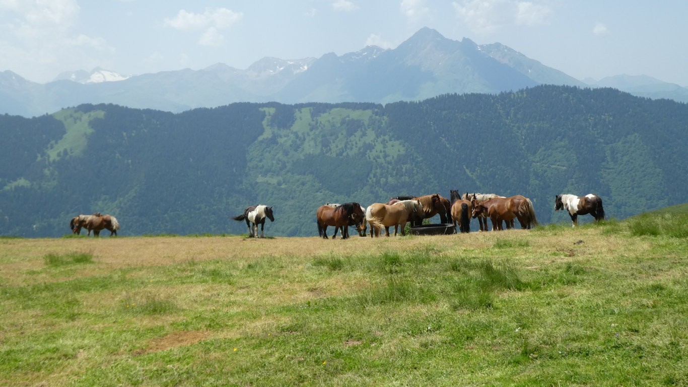 17 chevaux au col