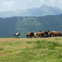 17 chevaux au col