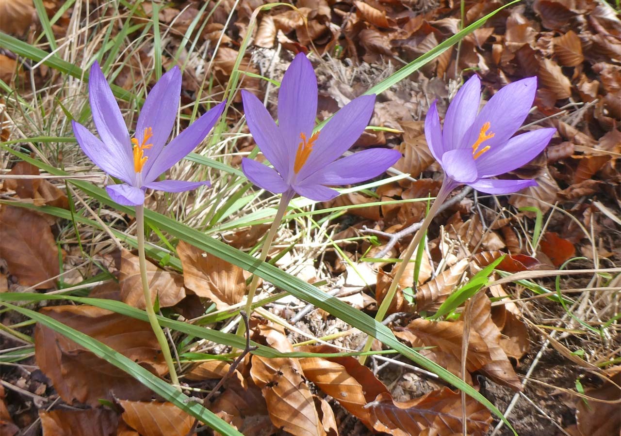 17 crocus a fleurs nues