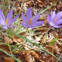 17 crocus a fleurs nues