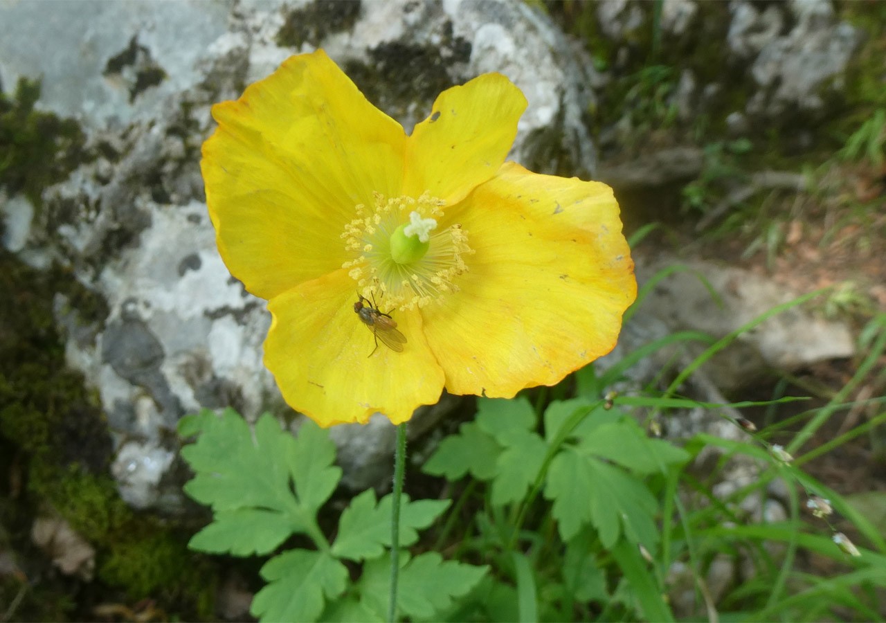 17 pavot jaune