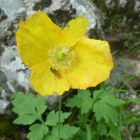 17 pavot jaune