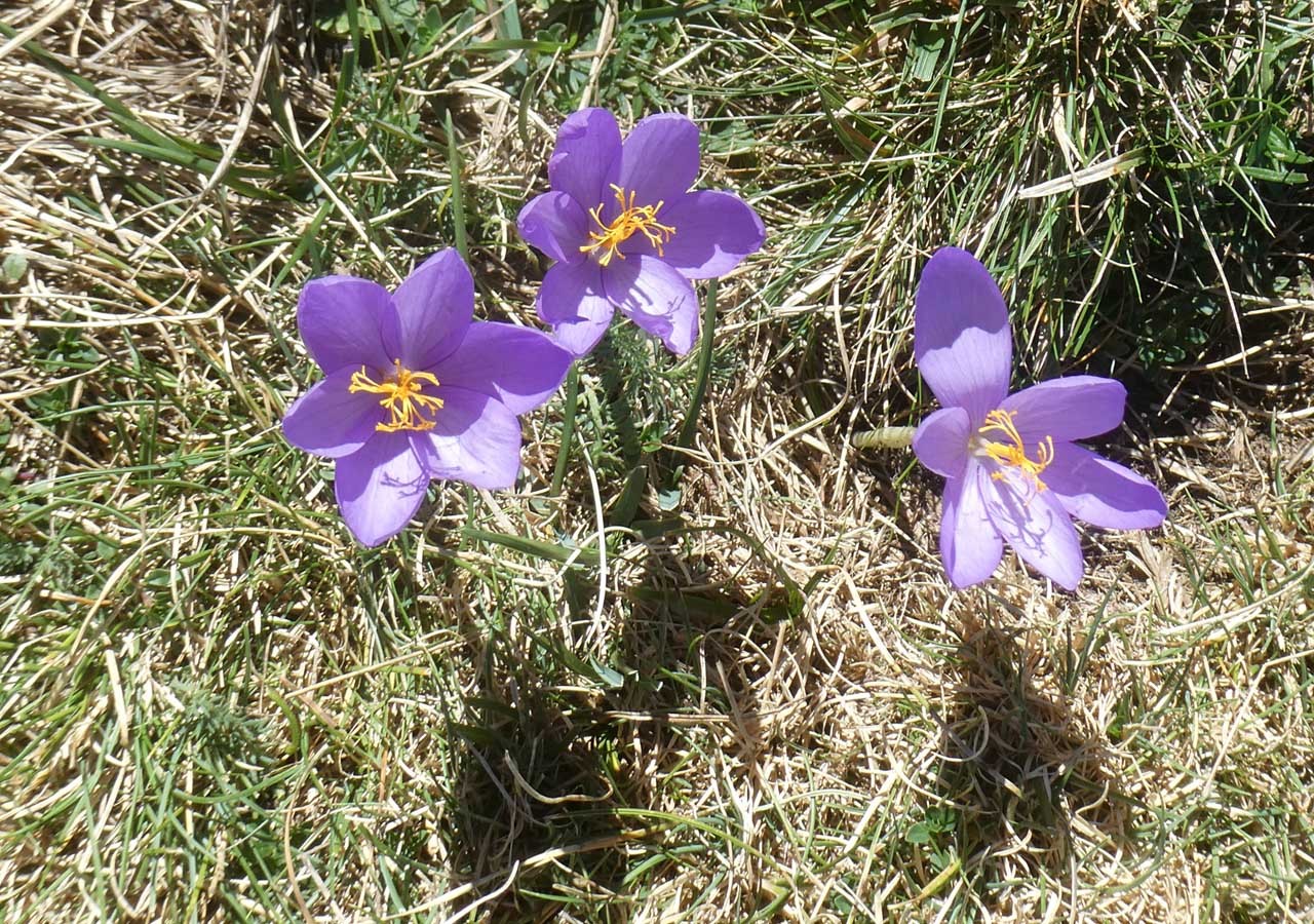 18 crocus a fleurs nues