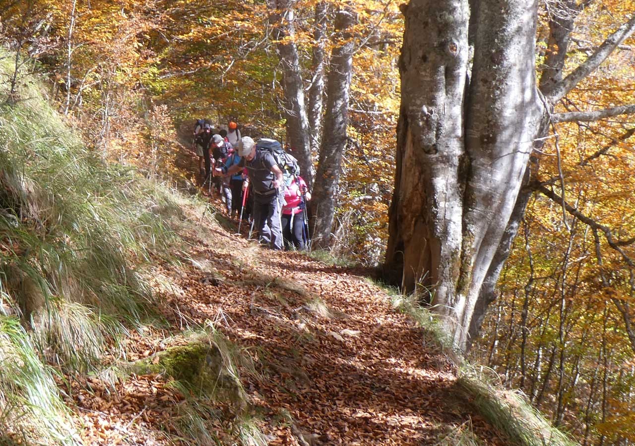 18 dans le bois de rauere