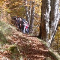 18 dans le bois de rauere