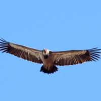 19 vautour fauve