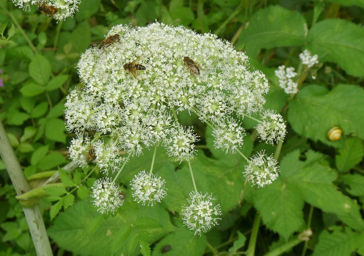 2 angelique des bois