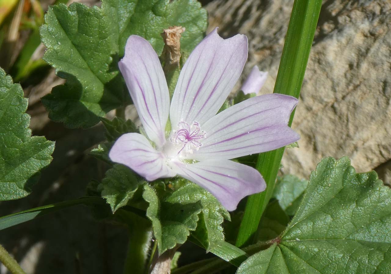 20 mauve a feuilles rondes