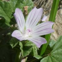 20 mauve a feuilles rondes