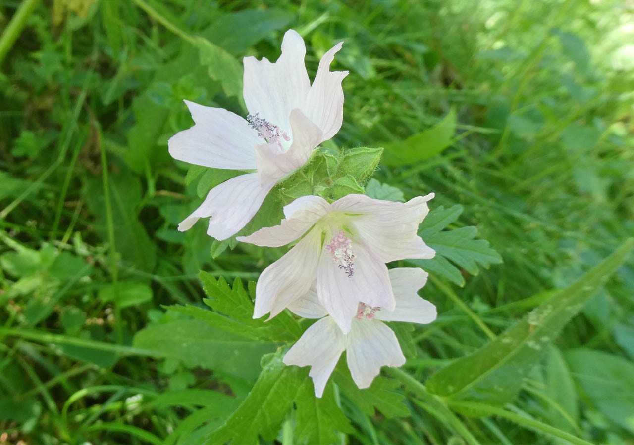 20 mauves musquees malva moschata 