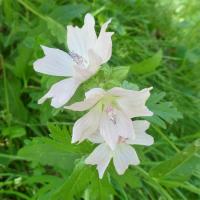 20 mauves musquees malva moschata 