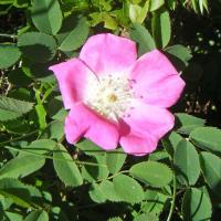 20 rosier des alpes rosa pendulina 