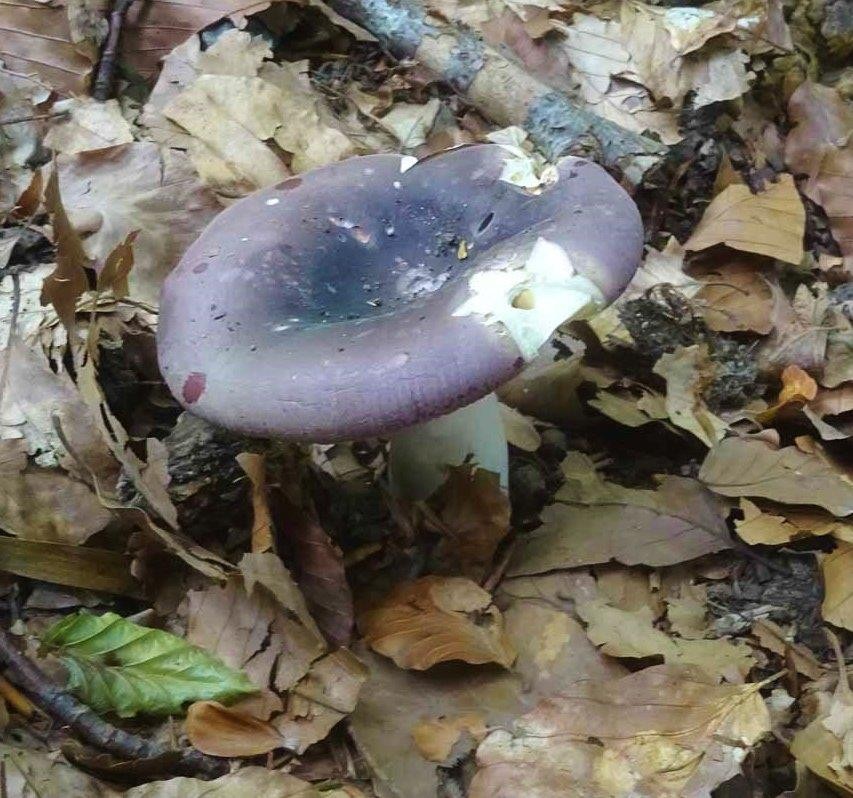 20 Russule charbonniere (russula cyanoxantha)