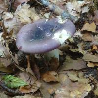 20 Russule charbonniere (russula cyanoxantha)