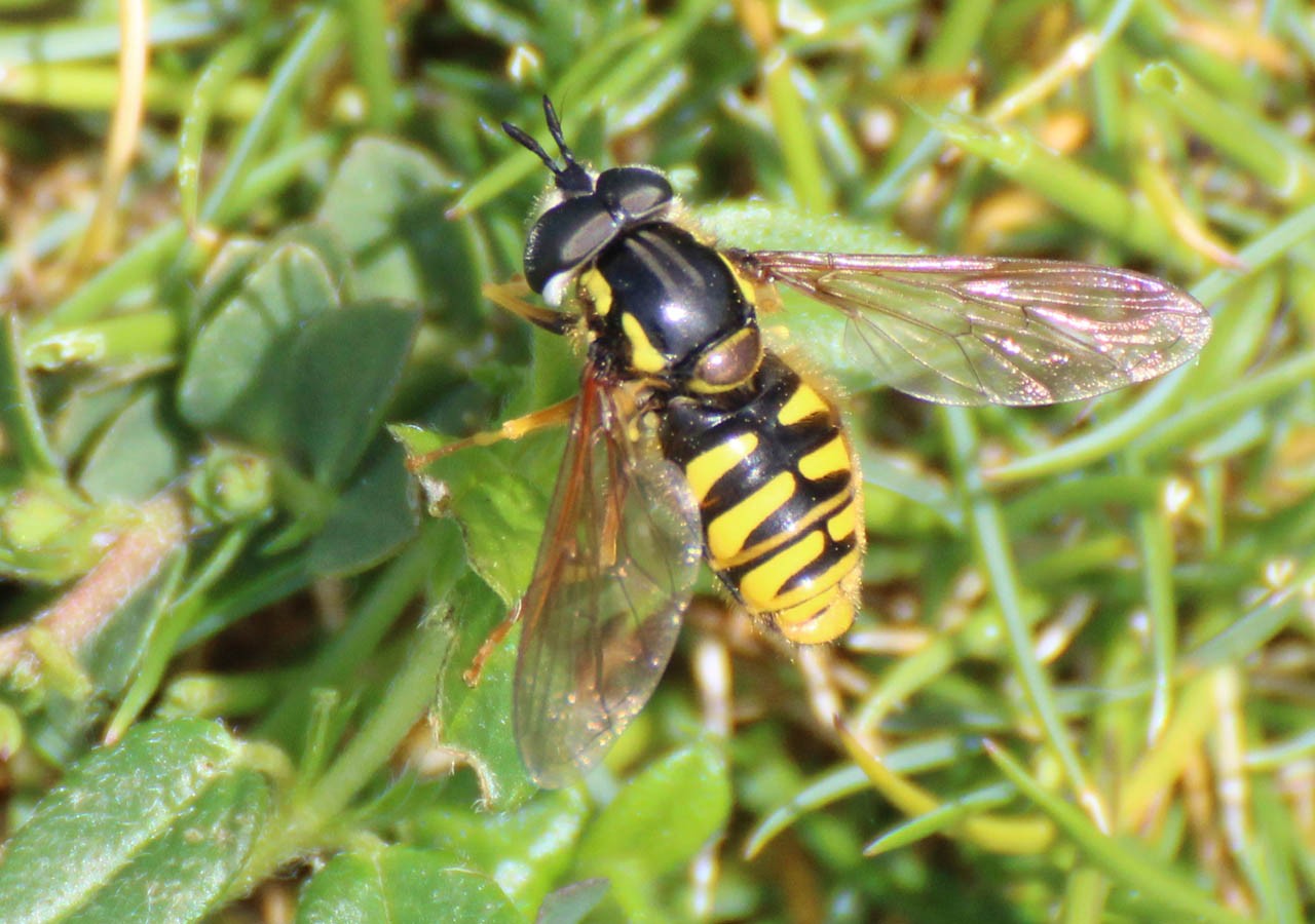 21 chrysotoxe prudent