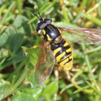 21 chrysotoxe prudent